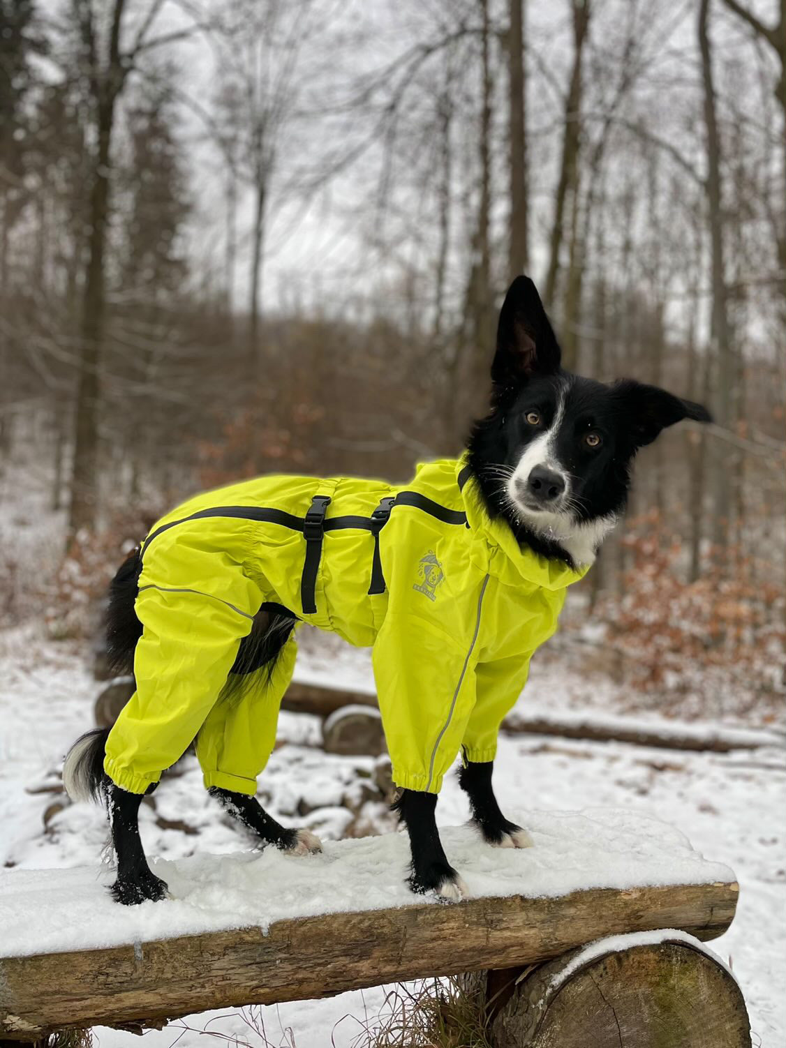 Sport Jacket - Playful Yellow