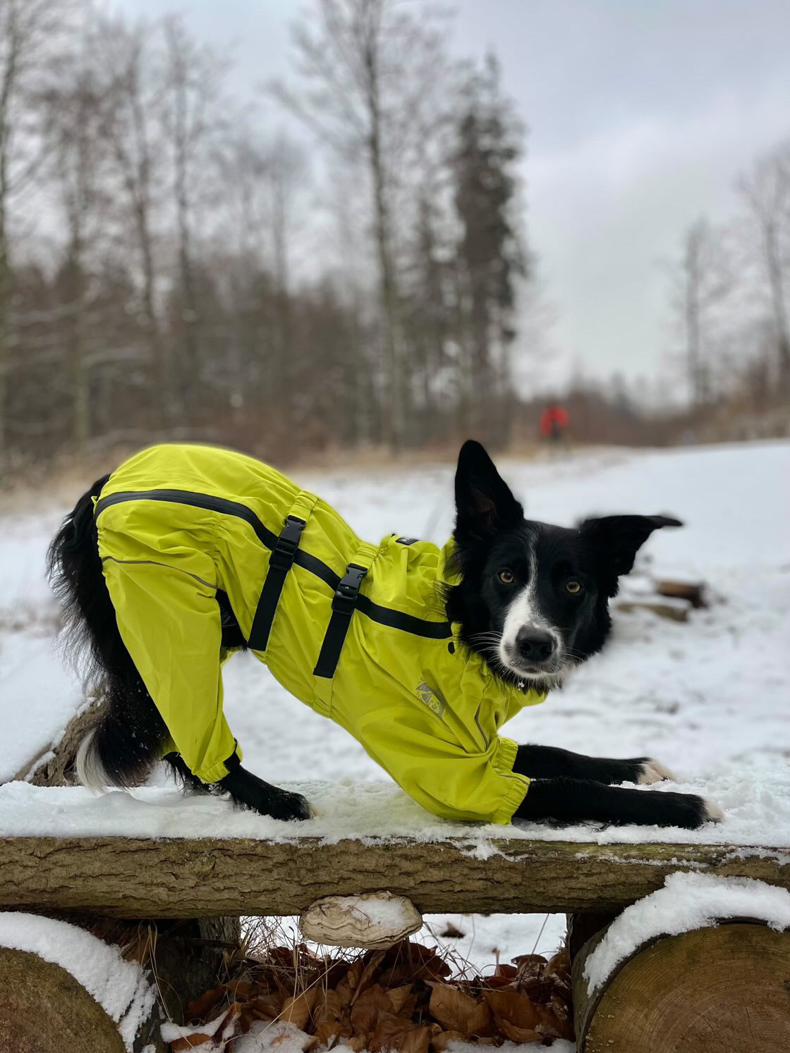 Sport Jacket - Playful Yellow