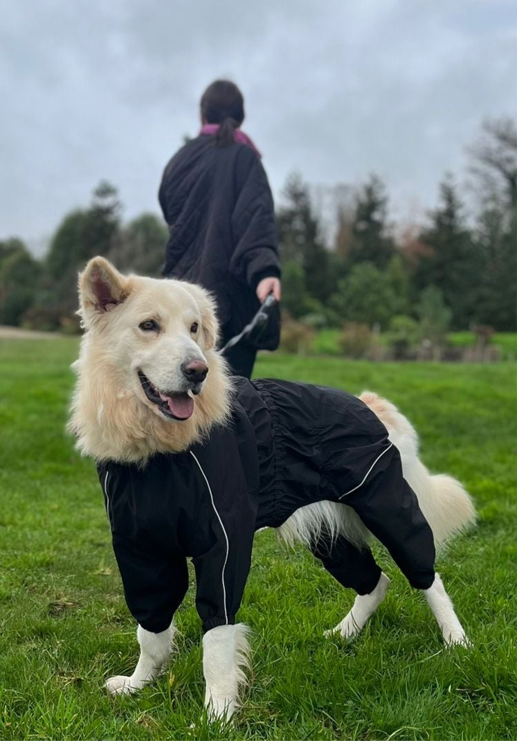 Golden mix with sheppard in black bark and rain jacket on the walk 