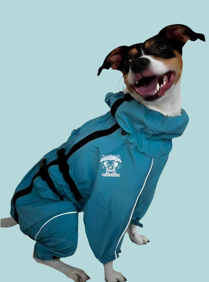 Jack Russell Terrier wearing the blue Bark&Rain raincoat jacket 