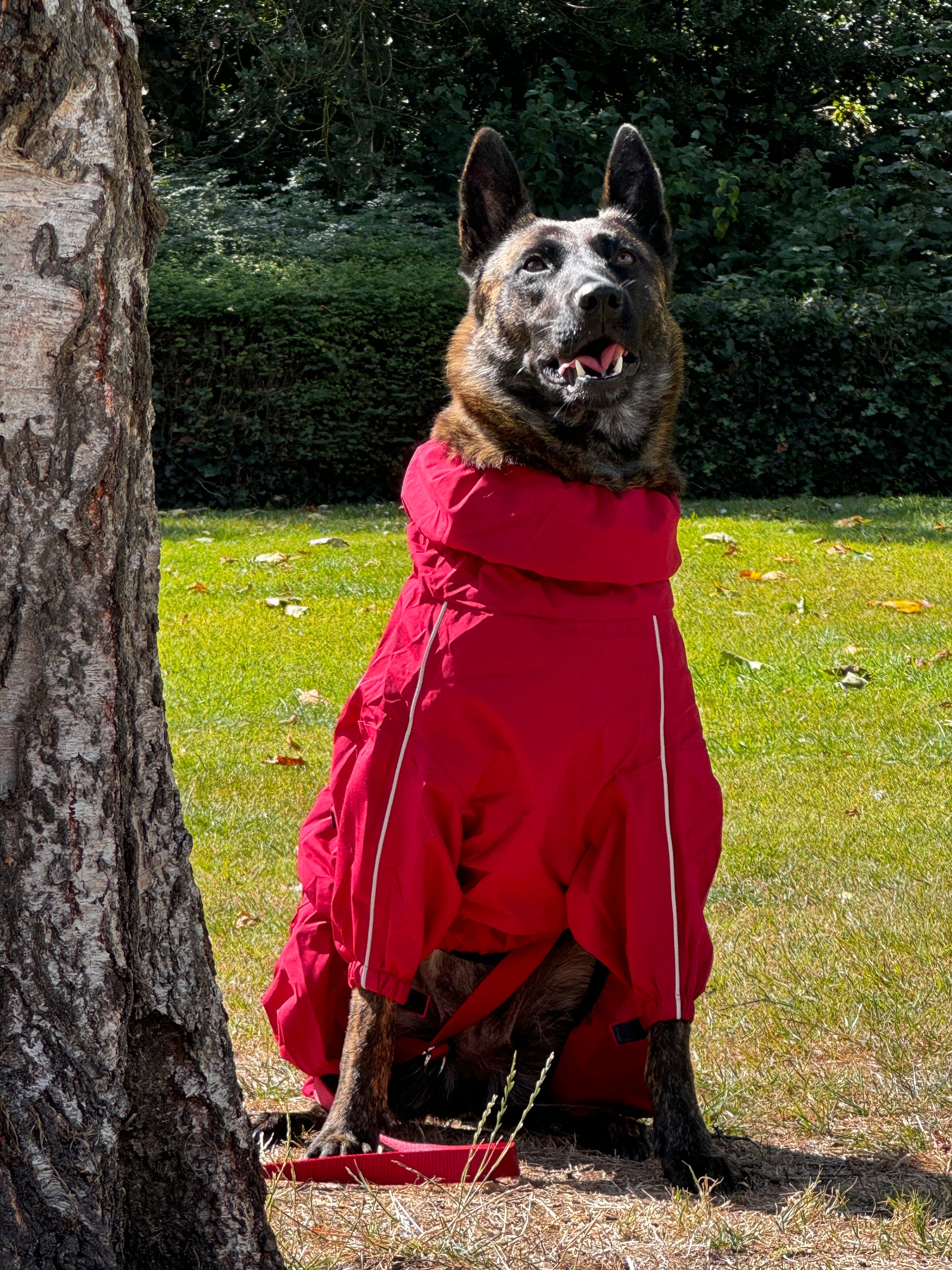 dutch sheppard in red bark and rain jacket in the park