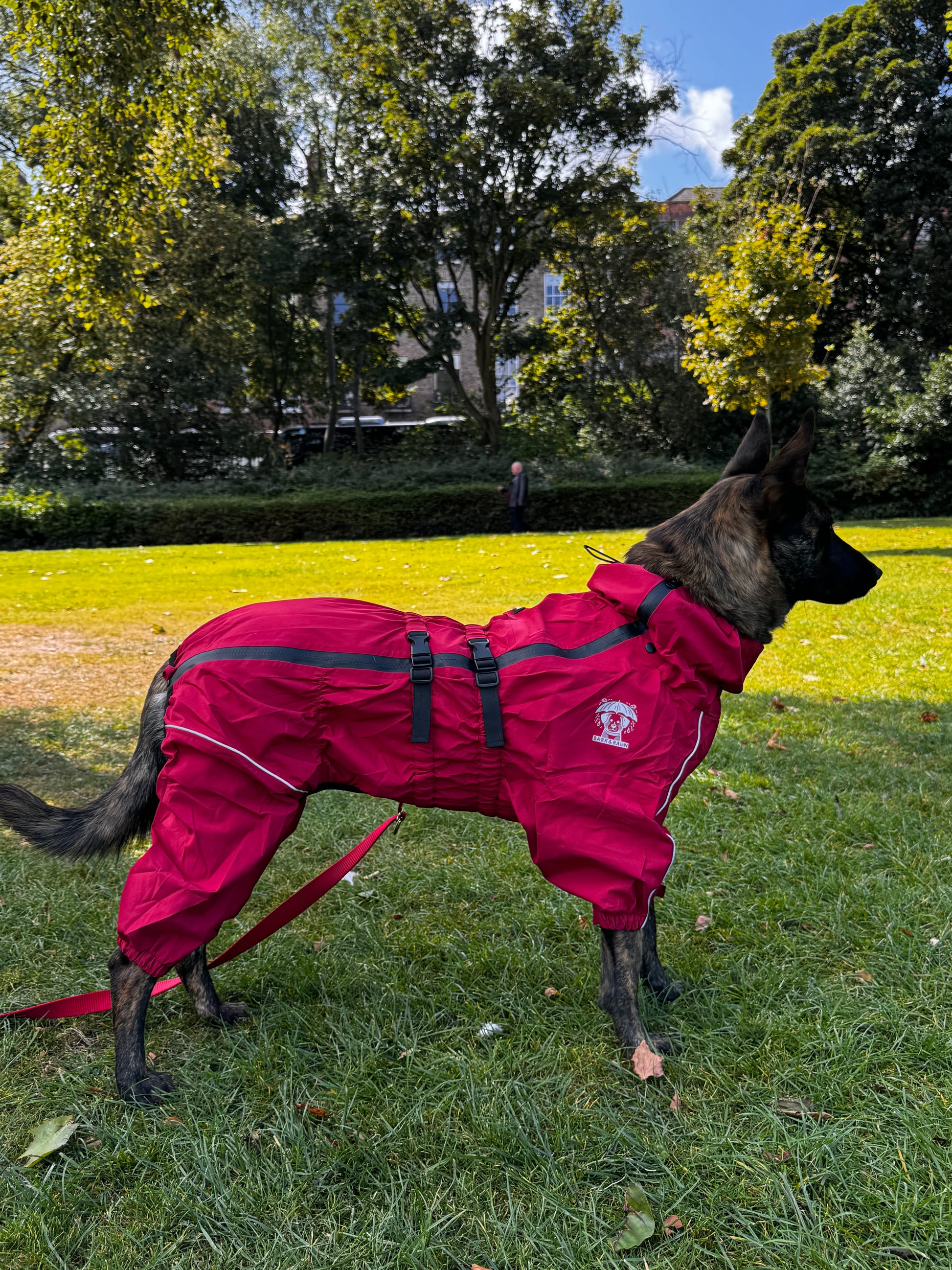 dutch sheppard in red bark and rain jacket in the park