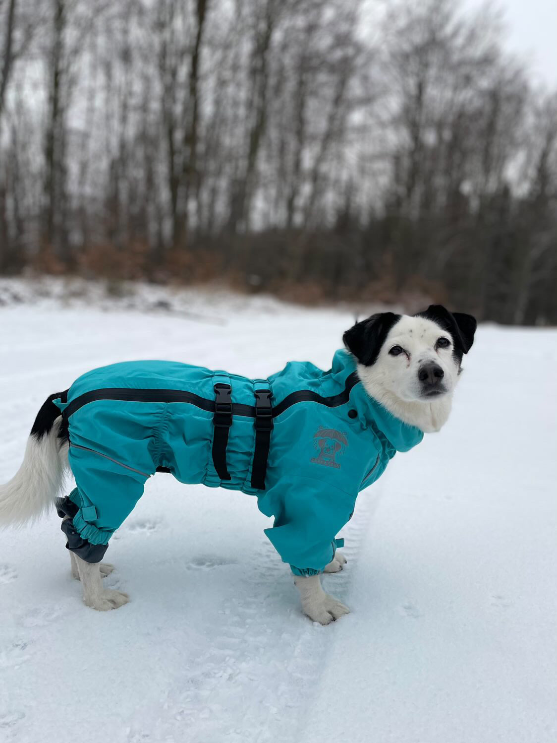 nizel_polski_in_blue_jacket_in_winter_forest